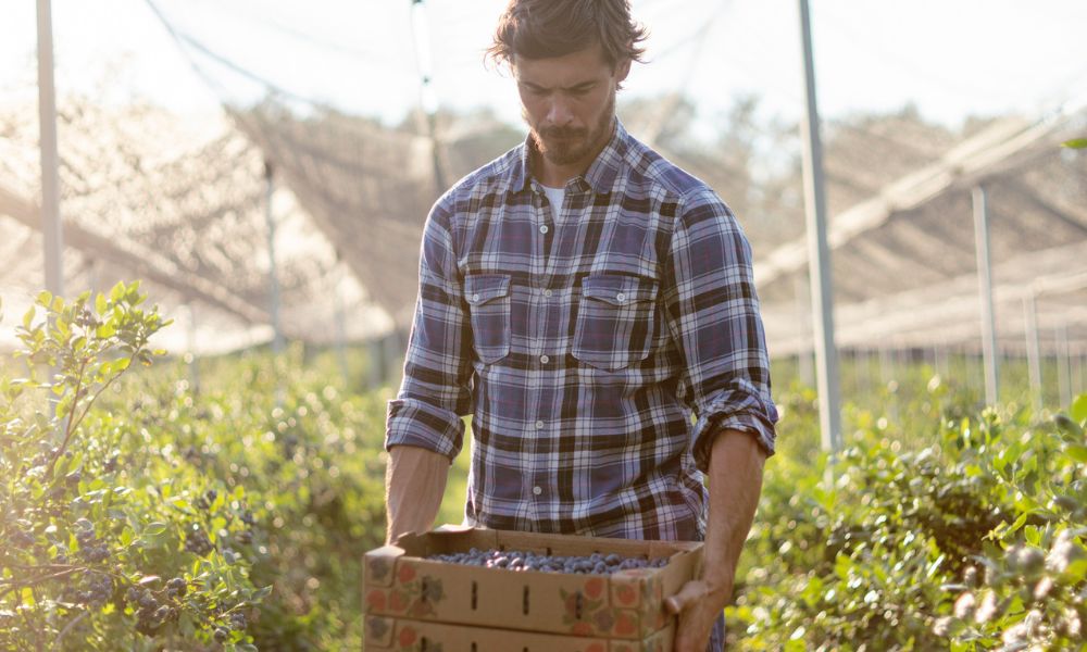 Main in blueberry farm looking sad and holding boxes of fruit