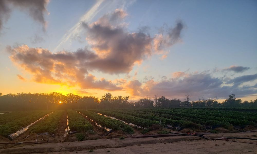 Stawberry farm at sunsrise in Queensland, Australlia