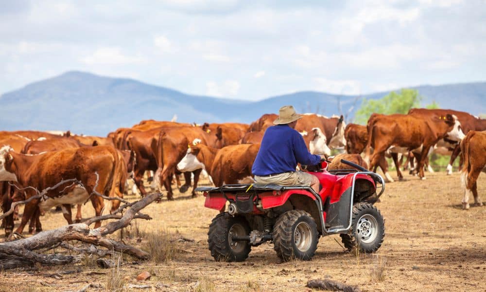 Aussie farm on ATV quad bike herding cattle